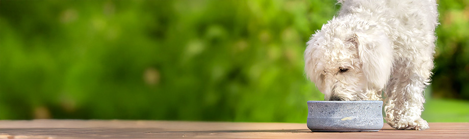 Futternäpfe für kleine Hunde